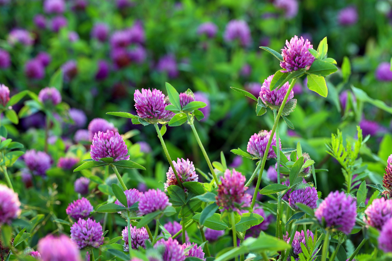 Discover How Tall-Potted Plants Can Instantly Boost Privacy in Your Backyard